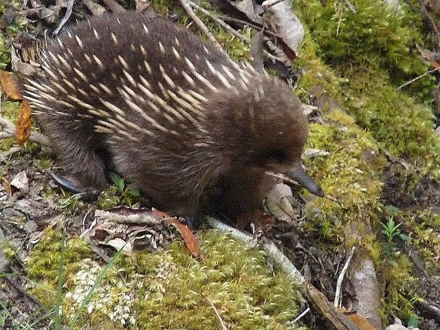 (21) Echidna.JPG